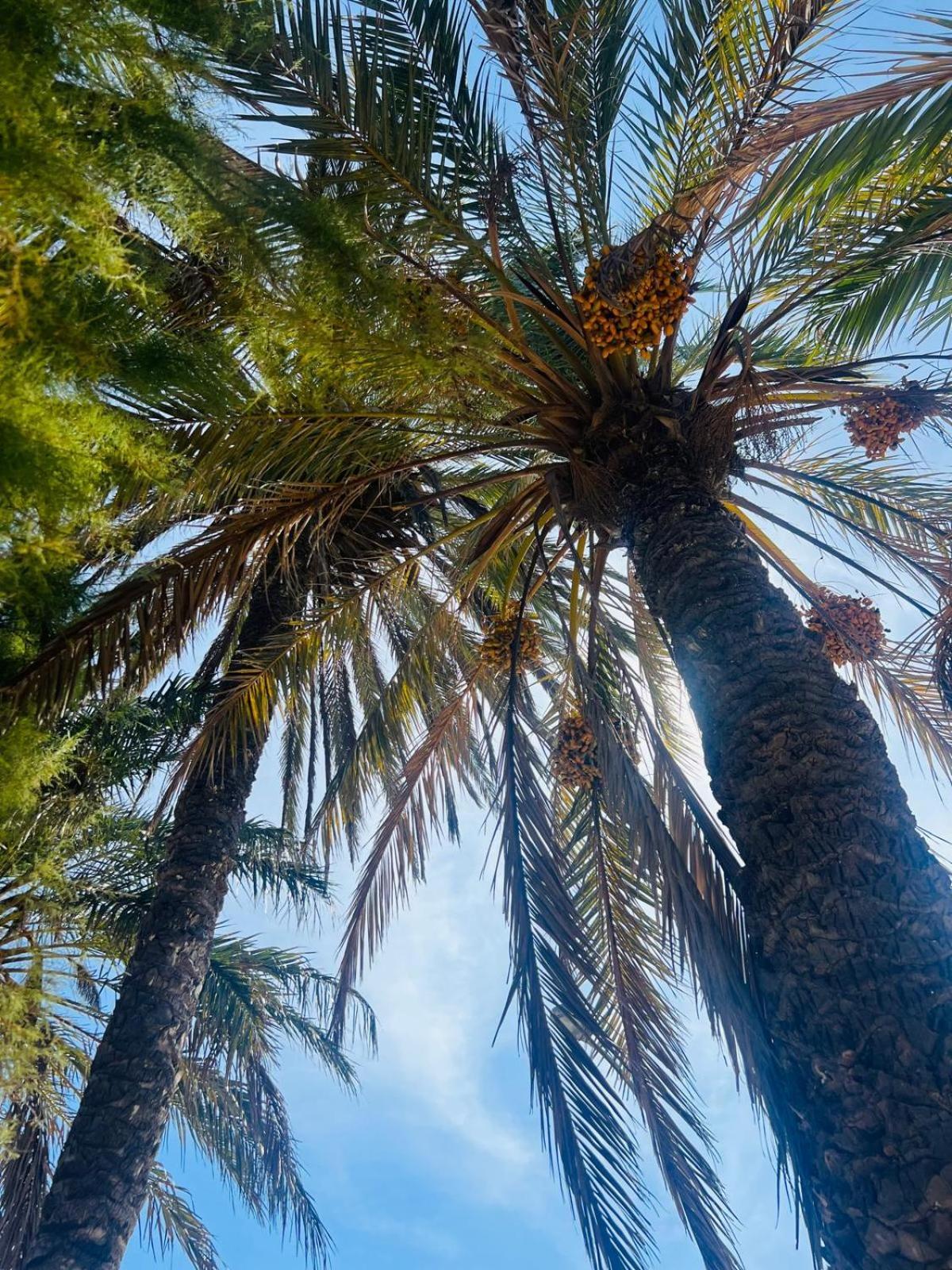 Costamarina Apartment Larimar كابو رويج المظهر الخارجي الصورة